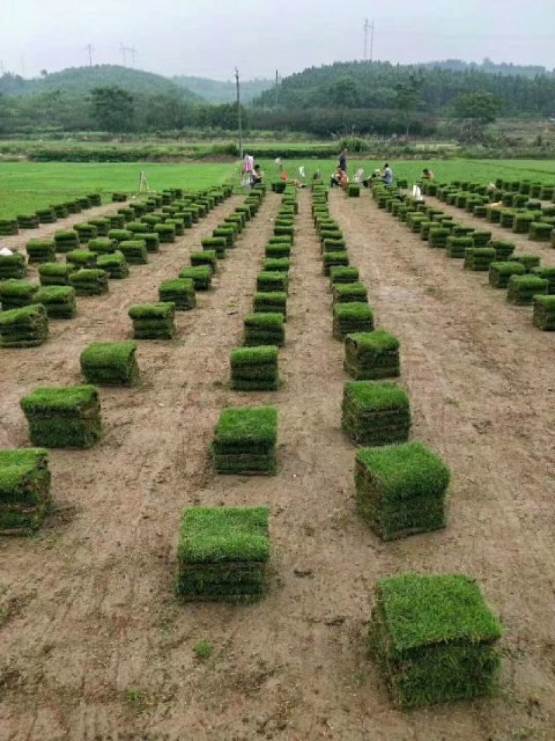 马尼拉