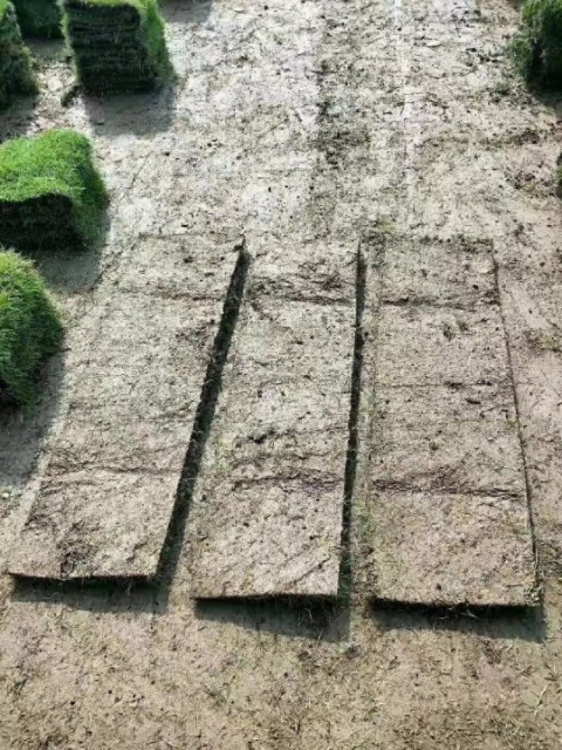 马尼拉