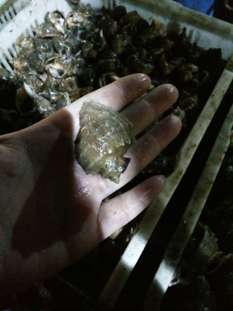 海螺5-10