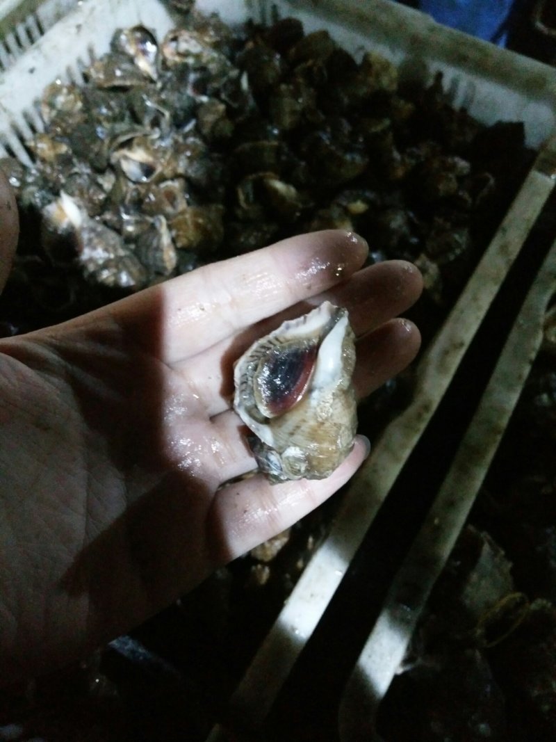 海螺5-10
