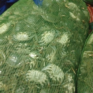 批发优质盘锦扣蟹蟹苗直接去养殖户提货，保证质量保成活率