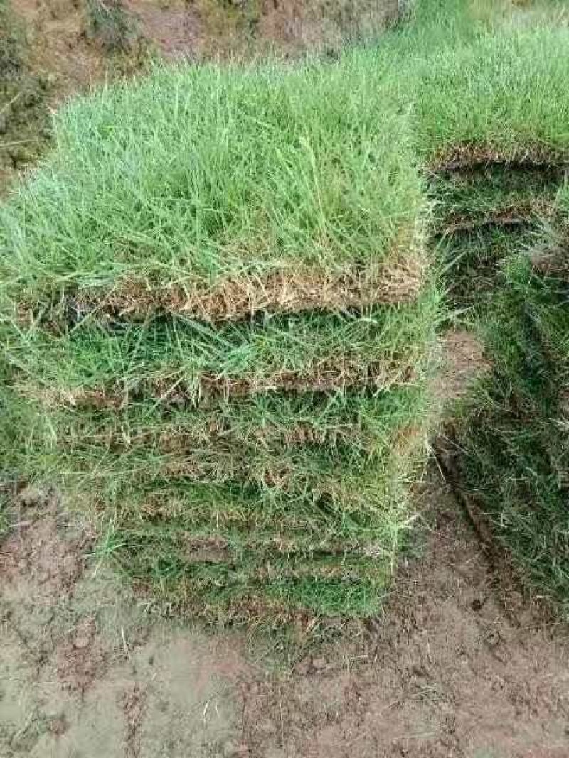 草皮供应农民自产自销