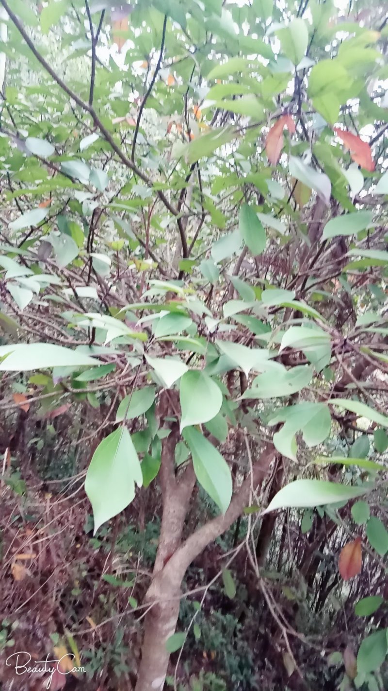 土蜂蜜！树参蜜！原生态蜂蜜