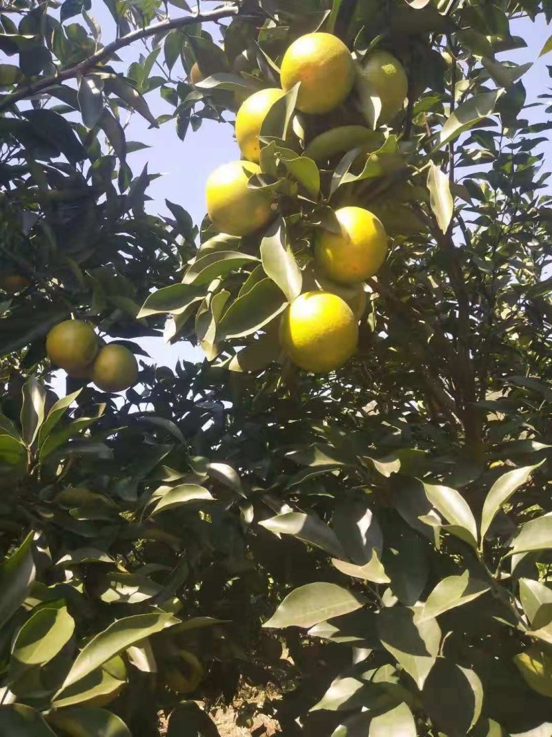 红江橙