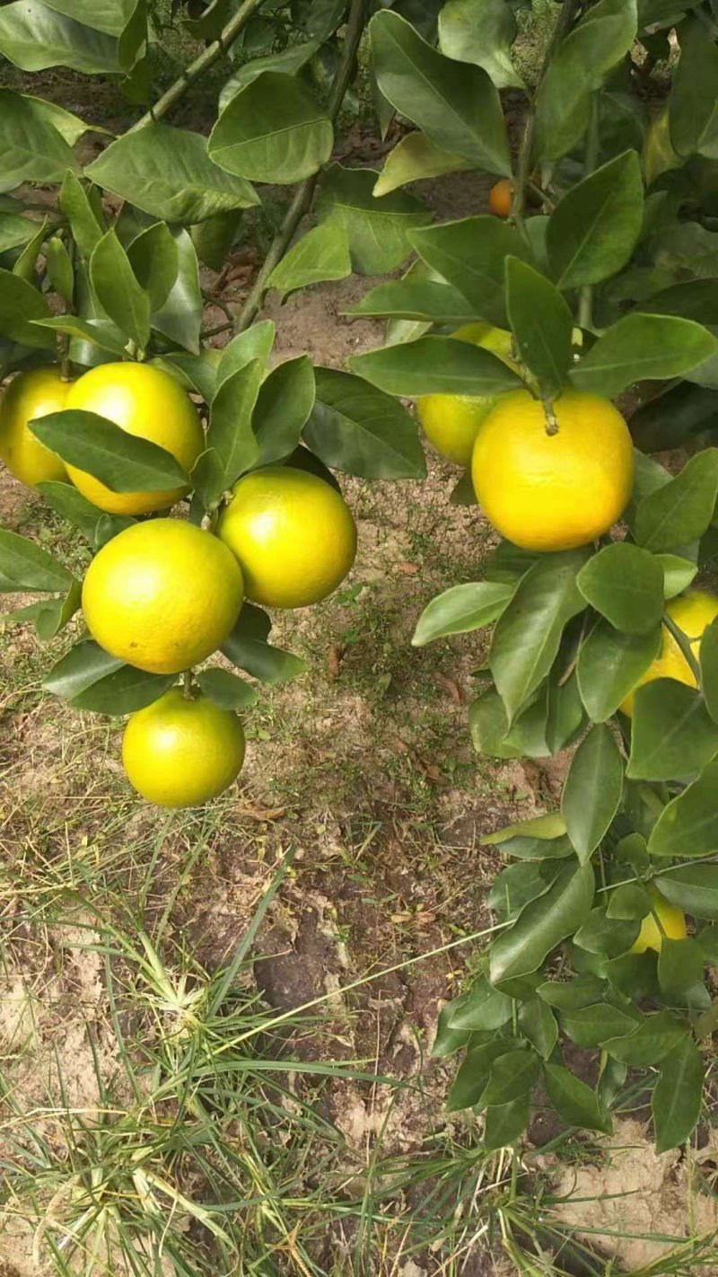 红江橙