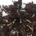 花茶玉兰花