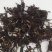 花茶玉兰花