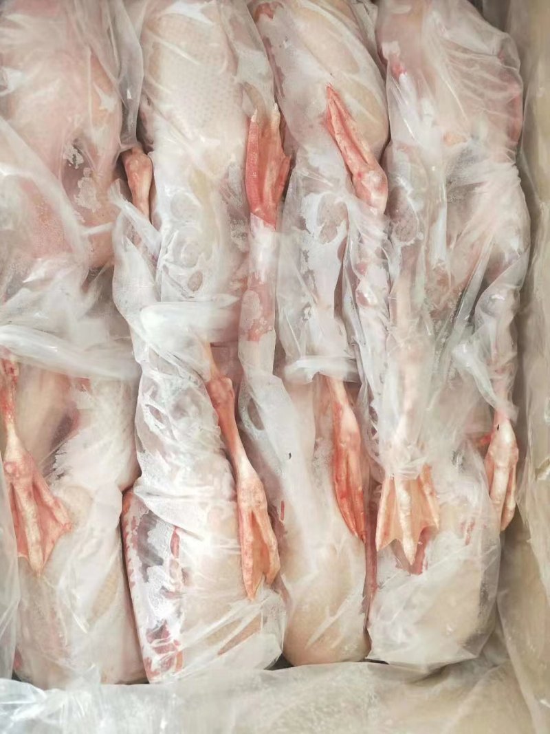 禽畜牧蛋肉
