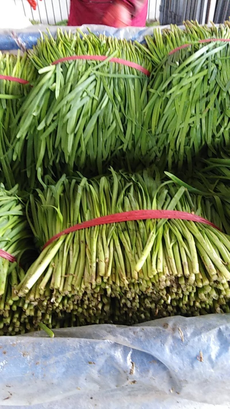 寿光韭菜适应加工厂，脱水厂，质量好，新鲜，现割，质量好。