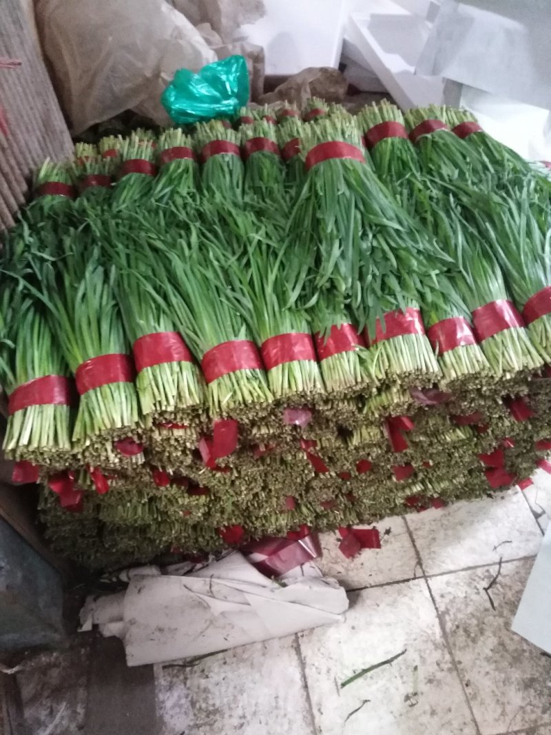 寿光韭菜适应加工厂，脱水厂，质量好，新鲜，现割，质量好。