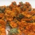 花茶金盏菊