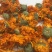 花茶金盏菊