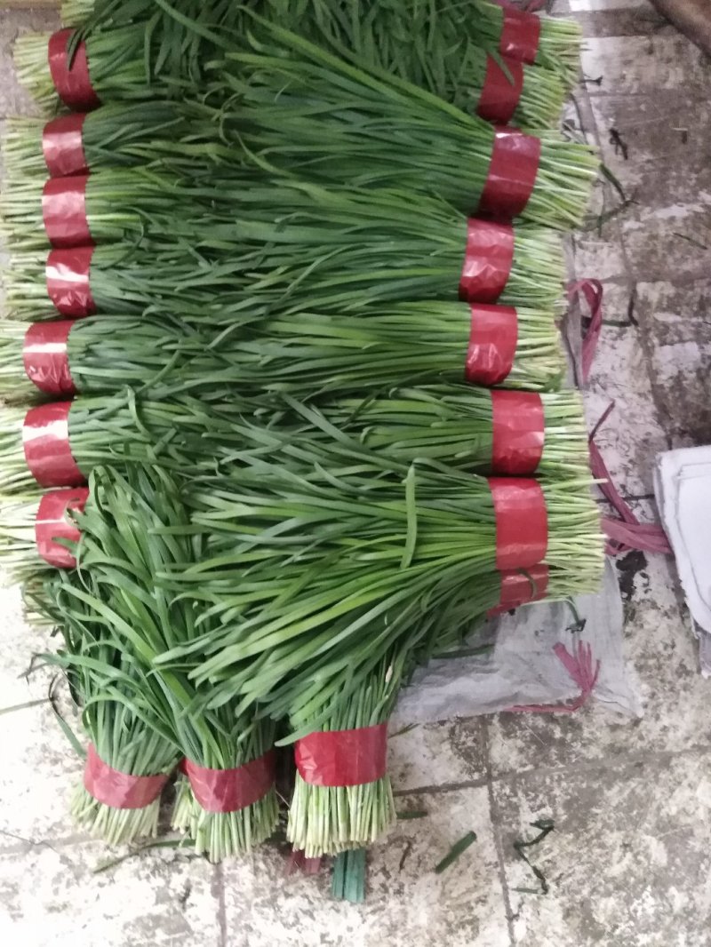 寿光韭菜适应加工厂，脱水厂，质量好，新鲜，现割，质量好。