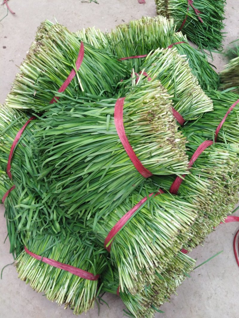 寿光韭菜适应加工厂，脱水厂，质量好，新鲜，现割，质量好。