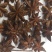 八角，大茴，香料