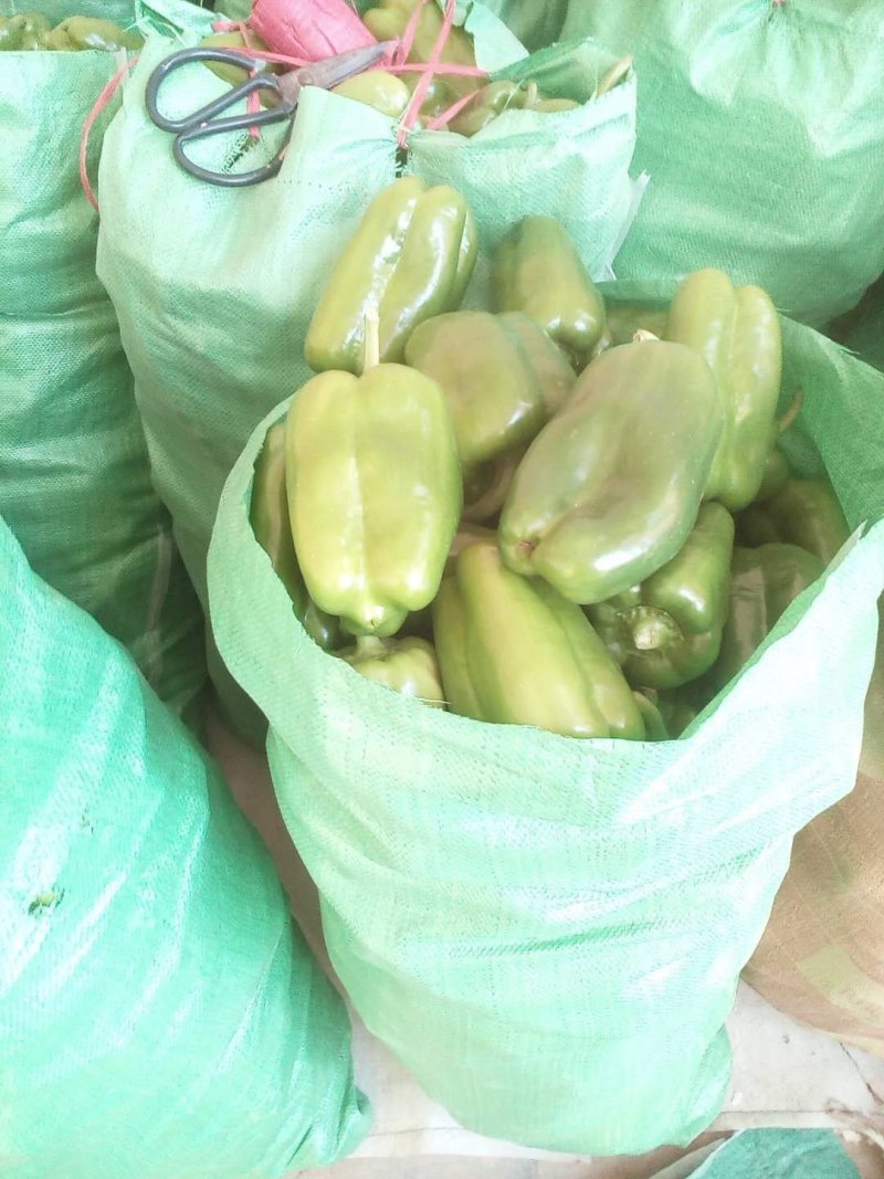 万亩太空椒基地车可进场全天市场精品太空椒
