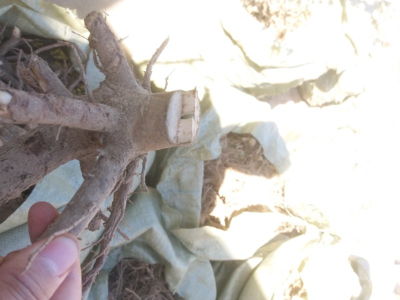 白花泡桐树大型种植基地【农户自产自销】