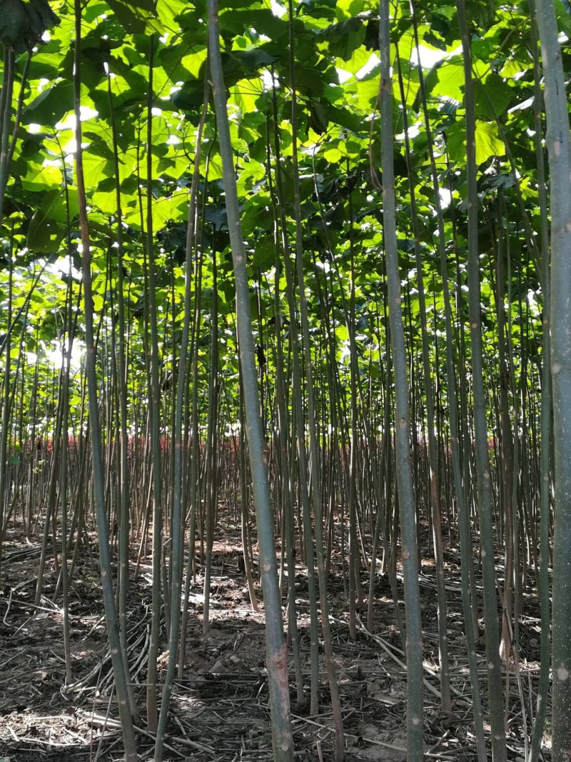 白花泡桐树大型种植基地【农户自产自销】