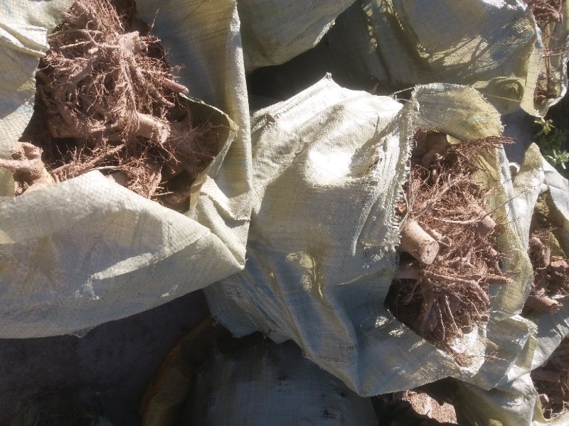 白花泡桐树大型种植基地【农户自产自销】