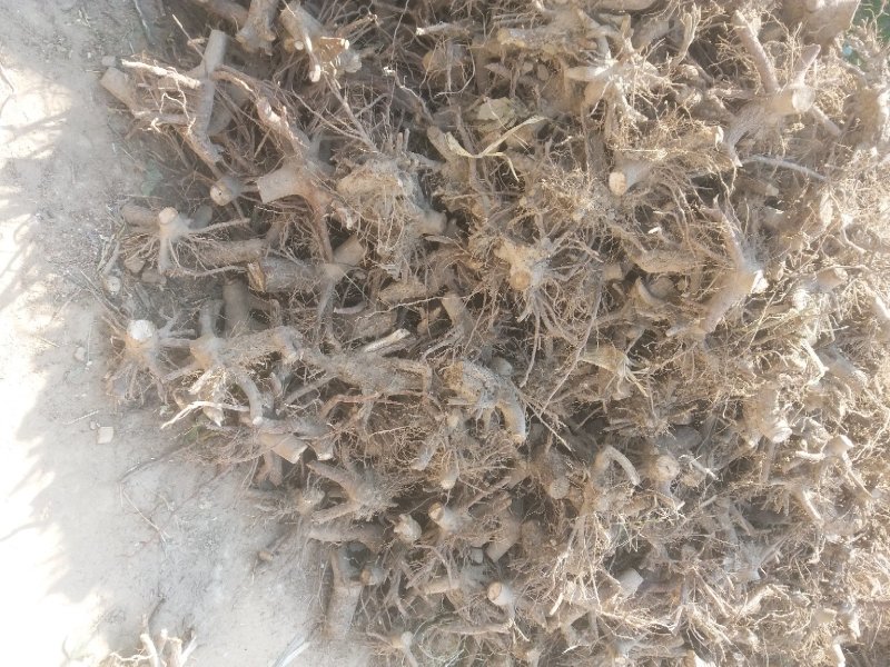 白花泡桐树大型种植基地【农户自产自销】