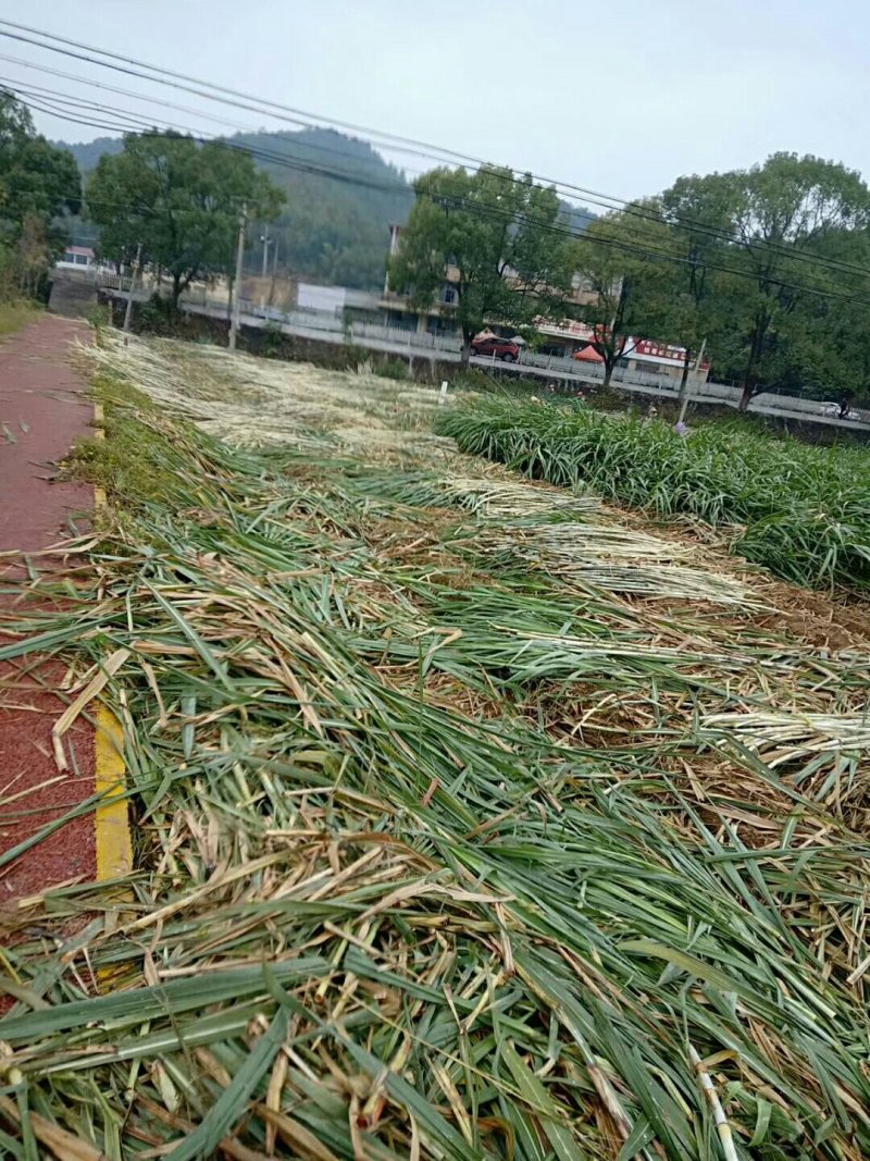 正宗纯手工红糖