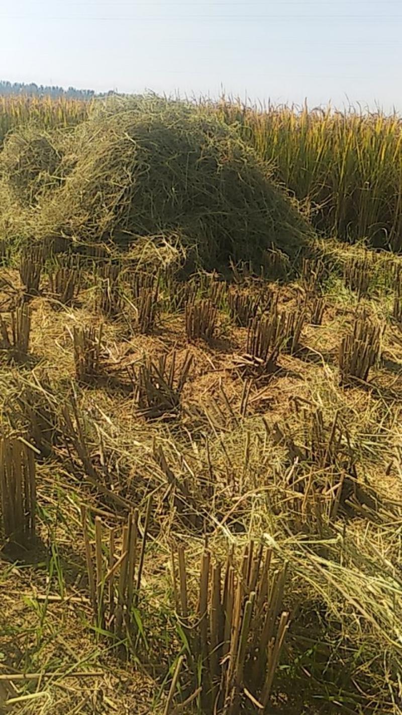 水稻秸秆2023年优质水稻秸秆大量供应中保质保量