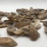 郁金