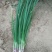 洋葱苗20~30cm，陕西杨凌秦红宝紫红半高桩，品种纯