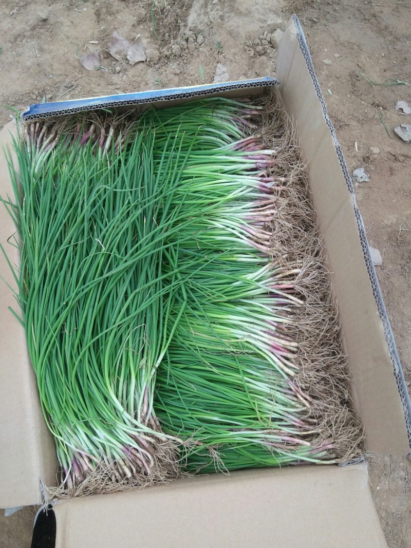洋葱苗20~30cm，陕西杨凌秦红宝紫红半高桩，品种纯