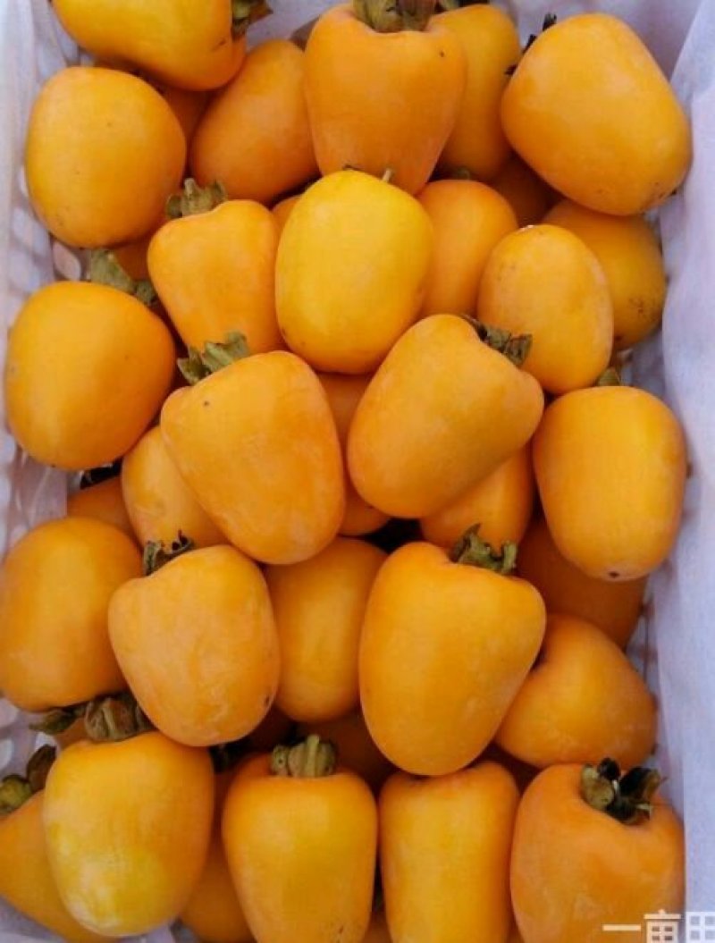 山，西运城柿饼