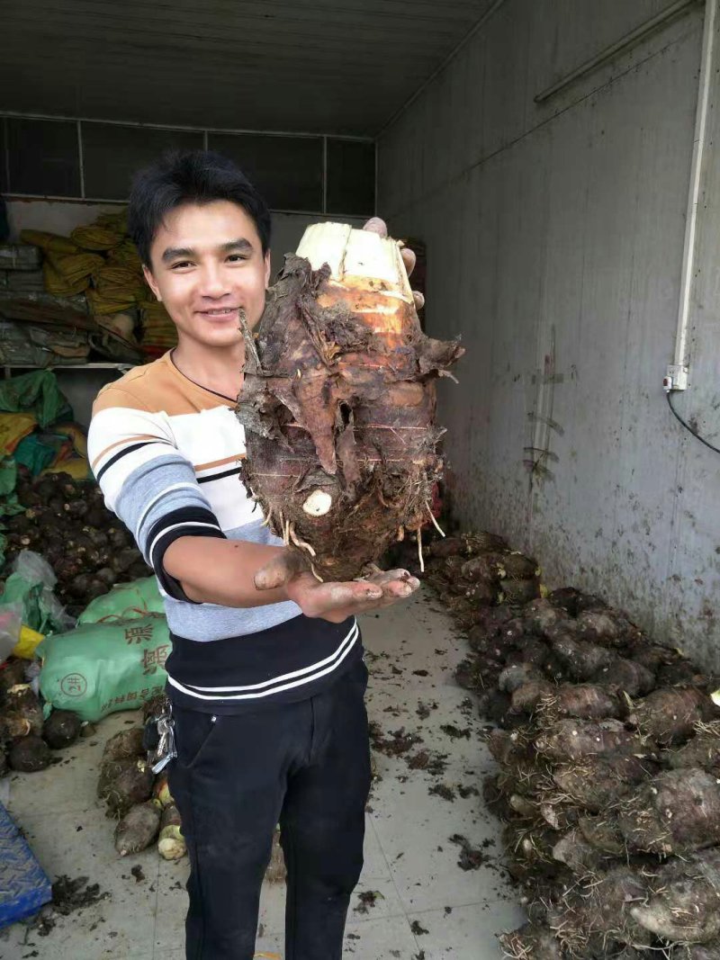 正宗荔浦芋头香芋新鲜现挖现发荔浦市产地直供