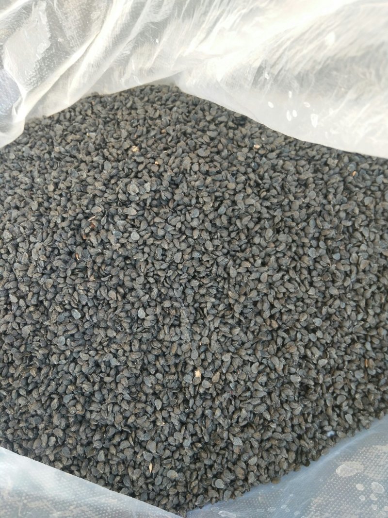 徐州中华四季苔韭王韭菜种子