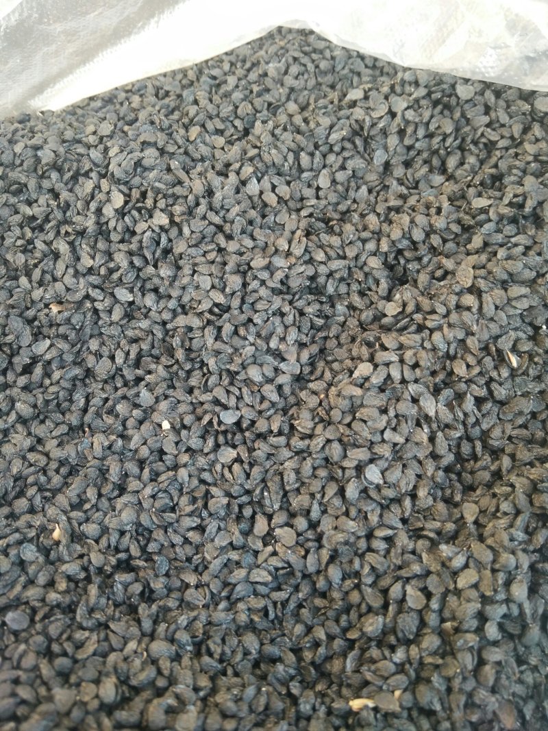 徐州中华四季苔韭王韭菜种子