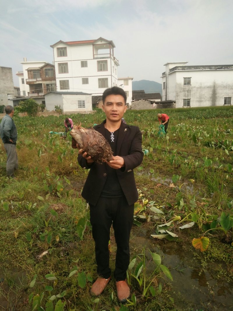 正宗荔浦芋头香芋新鲜现挖现发荔浦市产地直供