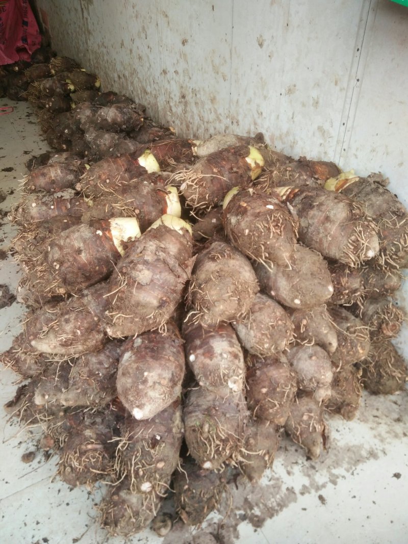 正宗荔浦芋头香芋新鲜现挖现发荔浦市产地直供