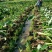 正宗荔浦芋头香芋新鲜现挖现发荔浦市产地直供