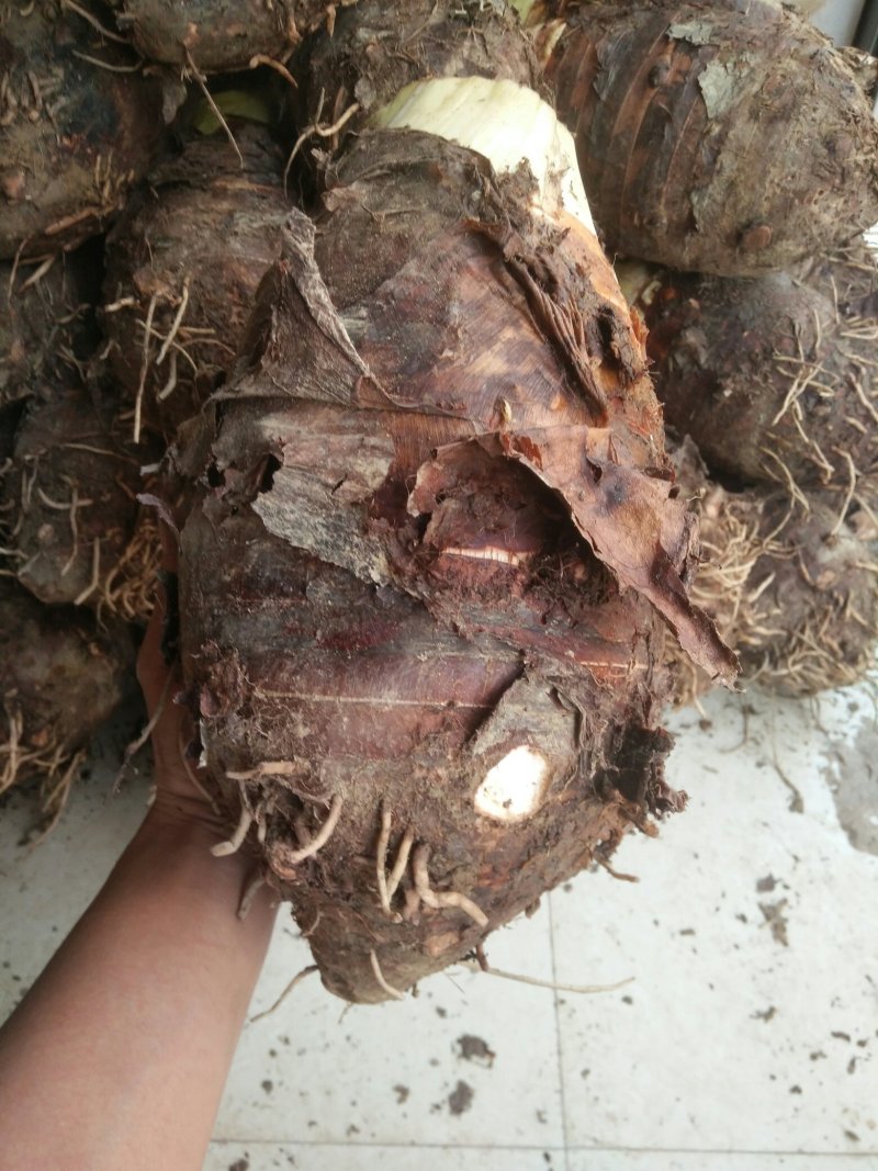 正宗荔浦芋头香芋新鲜现挖现发荔浦市产地直供