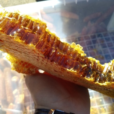 深山土蜂蜜，野蜂蜜北方冬蜜