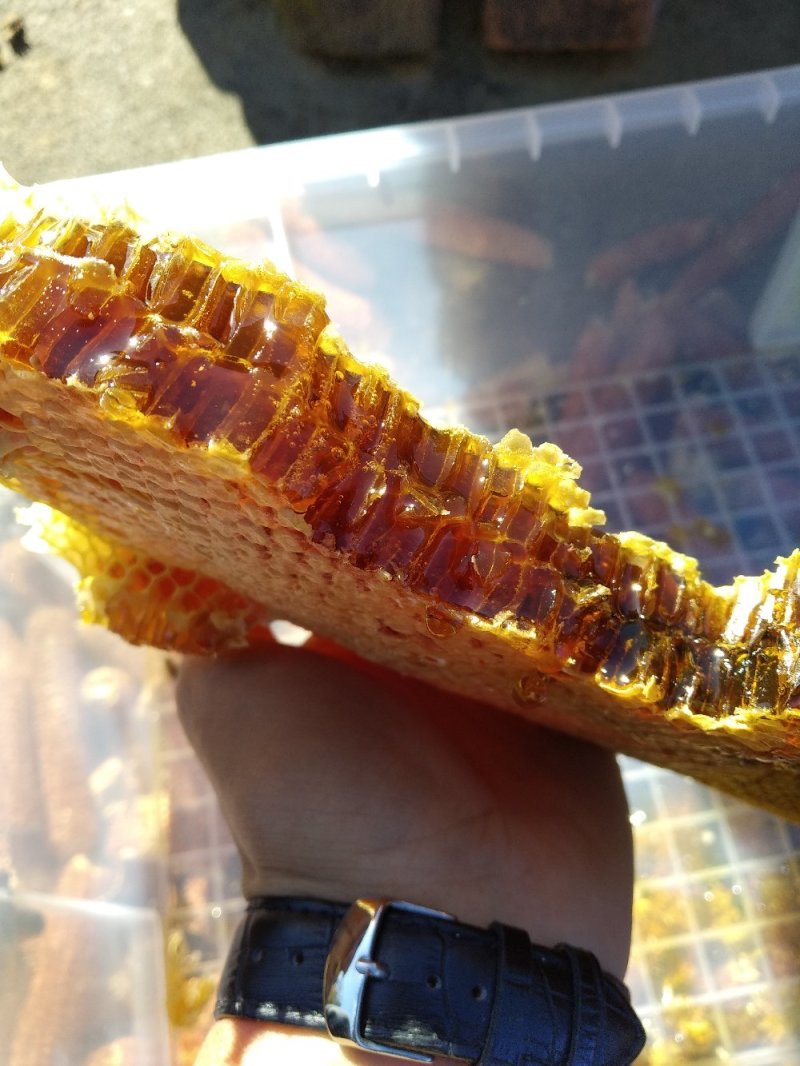 深山土蜂蜜，野蜂蜜北方冬蜜