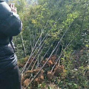紫竹，罗汉竹，黄杆乌哺鸡竹，淡竹，辣久矢竹，弗肚竹，红哺