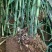 紫竹，罗汉竹，黄杆乌哺鸡竹，淡竹，辣久矢竹，弗肚竹，红哺
