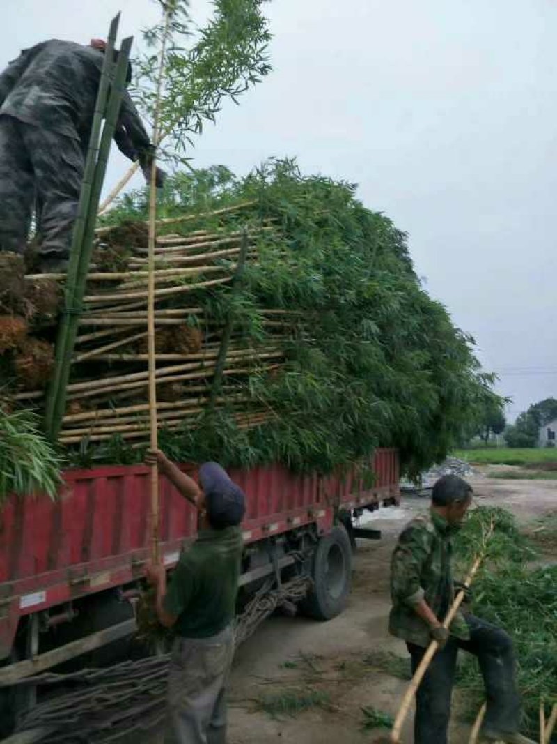 紫竹，罗汉竹，黄杆乌哺鸡竹，淡竹，辣久矢竹，弗肚竹，红哺