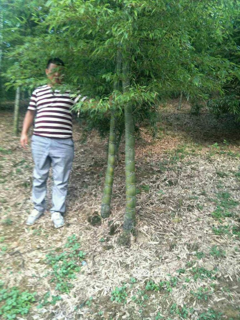 紫竹，罗汉竹，黄杆乌哺鸡竹，淡竹，辣久矢竹，弗肚竹，红哺