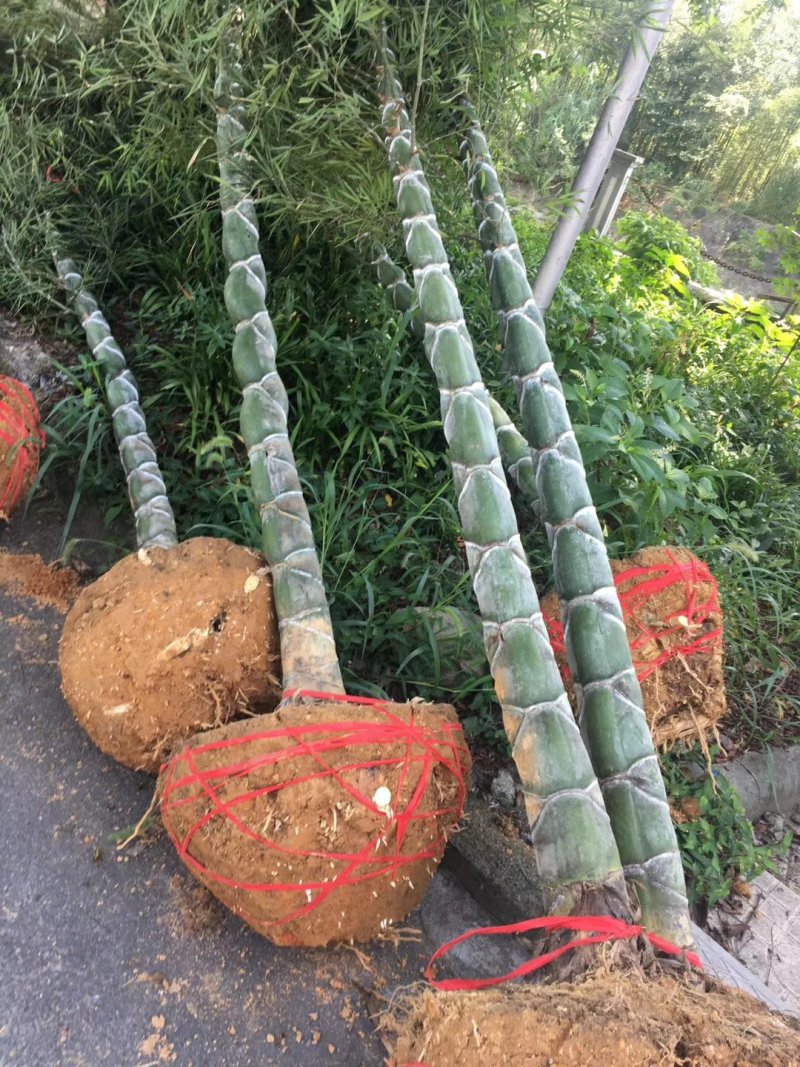 紫竹，罗汉竹，黄杆乌哺鸡竹，淡竹，辣久矢竹，弗肚竹，红哺