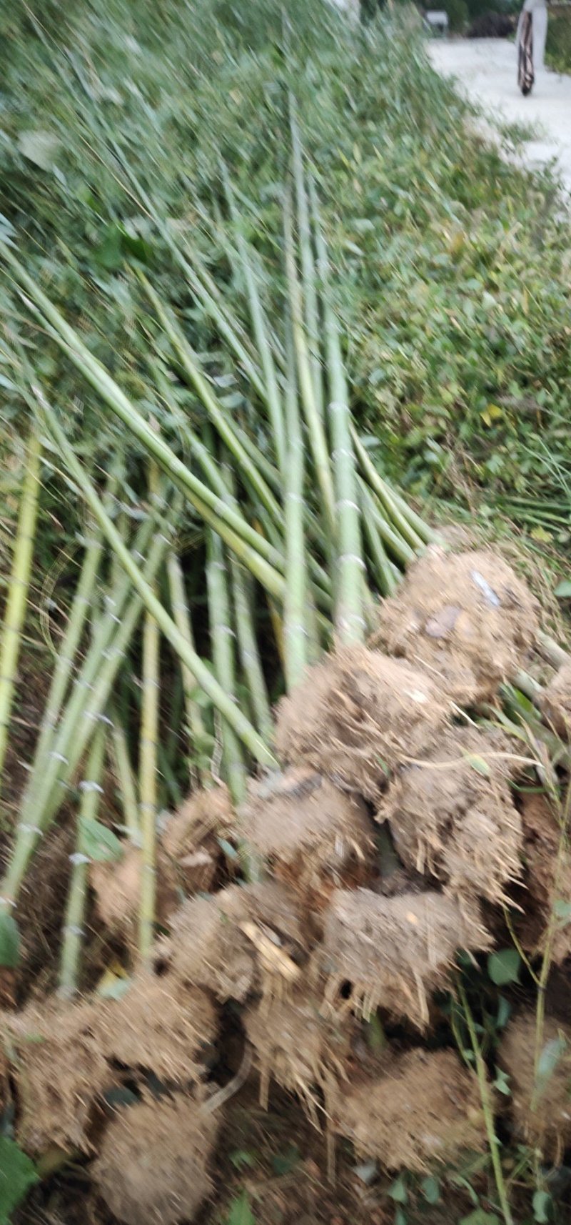 紫竹，罗汉竹，黄杆乌哺鸡竹，淡竹，辣久矢竹，弗肚竹，红哺