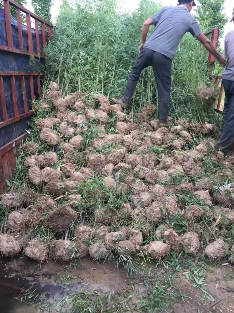紫竹，罗汉竹，黄杆乌哺鸡竹，淡竹，辣久矢竹，弗肚竹，红哺