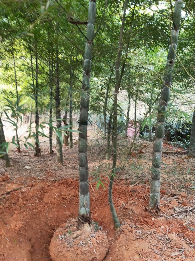 紫竹，罗汉竹，黄杆乌哺鸡竹，淡竹，辣久矢竹，弗肚竹，红哺