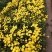 雏菊