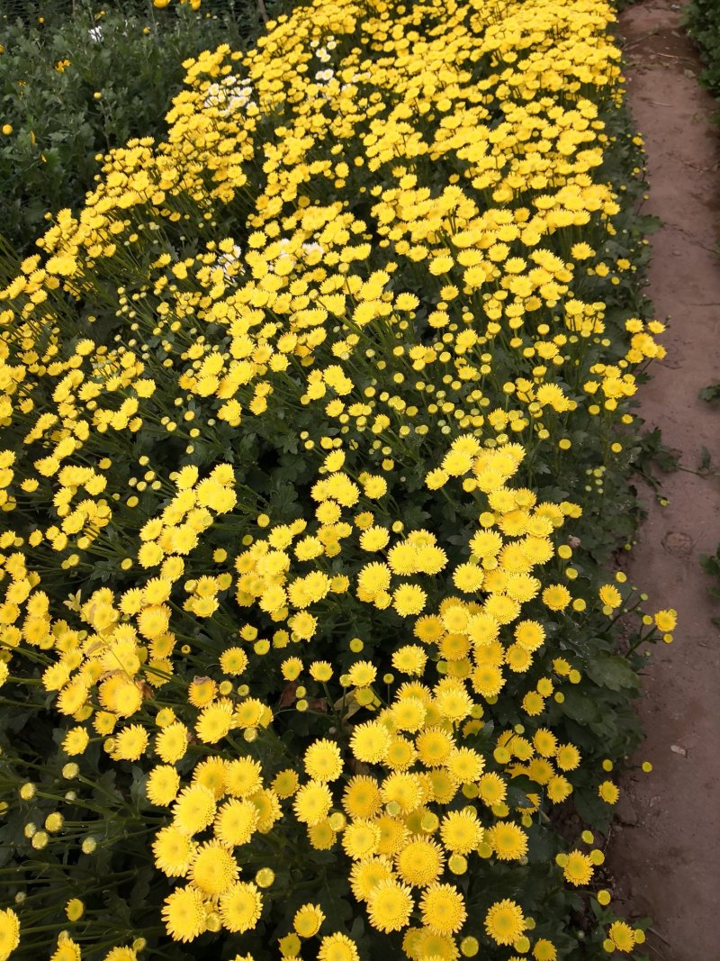 雏菊