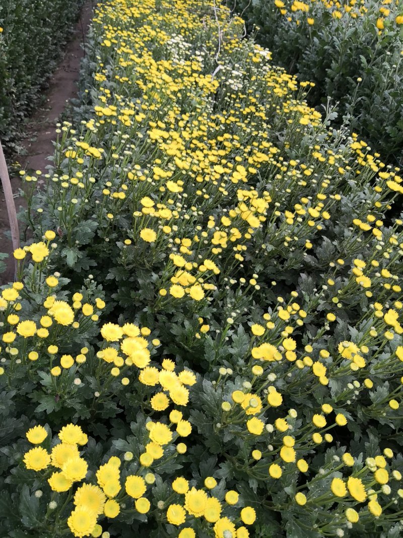 雏菊